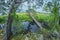 Landscape marshland. swamp in the evening. distortion perspective fisheye lens