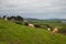 Landscape of a meadow with cows of the race Blonde of Aquitaine