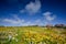 Landscape of meadow with flowers