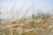 Landscape with meadow grasses and cereals on a summer windy sunny day