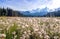 Landscape with meadow herbs close-ups, Wonderful view to mountains in the national park Durmitor in Montenegro, Europe