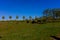 Landscape of a meadow with a herd of Galloway cows grazing in the Molenplas Nature Reserve