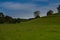 Landscape of meadow and trees