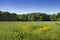 Landscape with meadow, trees and blue sky