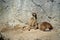 Landscape of meercat (Suricata) in enclosure at Berlin Zoo in Mitte Berlin