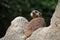 Landscape of meercat (Suricata) in enclosure at Berlin Zoo in Mitte Berlin