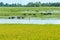 Landscape, Mekong Delta, buffalo, flooded rice field