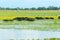 Landscape, Mekong Delta, buffalo, flooded rice field