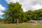 Landscape of Menhir and grave site at Clava Cairns.