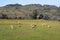 Landscape with merino flock