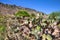 Landscape of the Mexican Desert