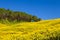 Landscape,Mexican sunflower weed (Tithonia diversifolia)