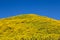 Landscape,Mexican sunflower weed (Tithonia diversifolia)