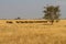 Landscape with migrating wildebeests