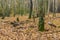 Landscape in misty birch forest in Ukraine