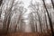 Landscape of a misty forest alley with leafless trees