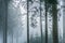 Landscape of a misty and gloomy forest