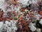 Landscape monument of nature `Pine forest with white moss surrounded by a swamp`