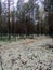 Landscape monument of nature `Pine forest with white moss surrounded by a swamp`
