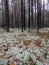 Landscape monument of nature `Pine forest with white moss surrounded by a swamp`