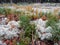 Landscape monument of nature `Pine forest with white moss surrounded by a swamp`