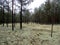 Landscape monument of nature `Pine forest with white moss surrounded by a swamp`