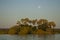 Landscape: Moon over palms, Zambezi river