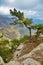 Landscape in mountain of Crimea with pine tree