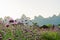 Landscape of mountain and flower field in the morning at Phu Pha Muak homestay in Chiang Dao district, Thailand