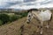 A Landscape of mountain hill with two horses on it, this is a view from a hill in Maumere Flores with the Clouds at the background