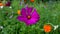 Landscape in a mountain meadow with colorful flowers