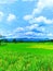 landscape, mountain, rice fields, plantations, crops, green, beautiful, sunshine, sunny, blue sky, cool mood, nature, trees