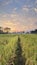 landscape of mountain rice fields and sky in the evening