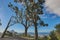 Landscape of a mountain trail near cultivated woodland on Table Mountain in Cape Town. Forest of tall Eucalyptus trees