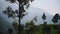 Landscape mountain view of trees and tea plantations, in Munnar, India, on a fog