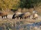 Landscape in the mountains near the forest with flock sheeps.