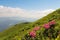 The landscape with mountains and pink rhododendrons. Carpathians.