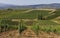 Landscape of the mountains and the plantation of grapevines vineyard in Spain.