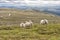 Landscape with mountains and sheep, Norway