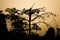 Landscape of mountains, tree and fog in the Sunrise time at Kaziranga national park, Assam, India.