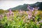 Landscape with moutains and lilac flowers, tiltshift view