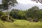 Landscape in Mudumalai National Park