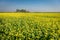 Landscape of mustard flower field