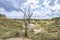 Landscape Nationaal Park Hollandse Duinen with dunes under a clouded sky