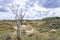 Landscape Nationaal Park Hollandse Duinen with dunes under a clouded sky