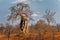 Landscape of the National Park Mana Pools on the riverside of The Zambezi river in Zimbabwe, baobab tree in the savannah