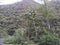Landscape of national park Manu in Peru, natural outdoor background of rainforest, trees, plants, leaves. Green naturally wild