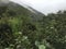 Landscape of national park Manu in Peru, natural outdoor background of rainforest, trees, plants, leaves. Green naturally wild