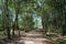 Landscape natural Walking trail in the forest. Nature Education.