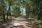 Landscape natural Walking trail in the forest. Nature Education.Thailand
